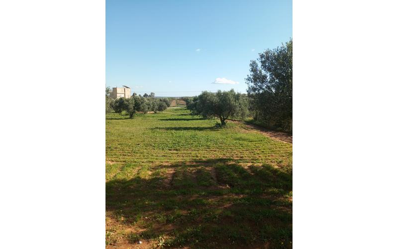 Terrain 2